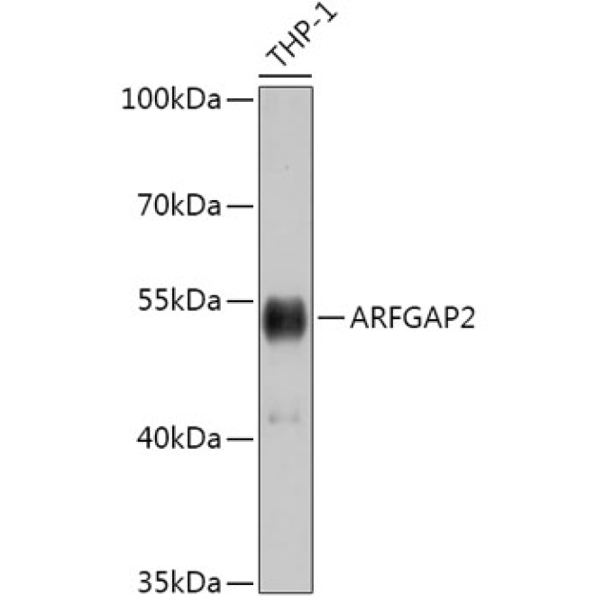 ARFGAP2 Rabbit Polyclonal Antibody