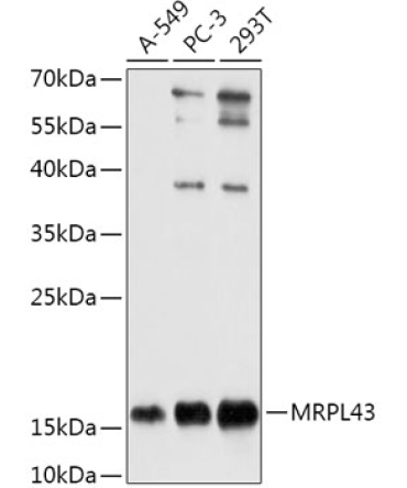 MRPL43 Rabbit Polyclonal Antibody