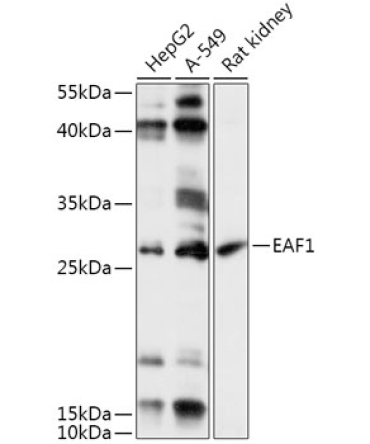 EAF1 Rabbit Polyclonal Antibody