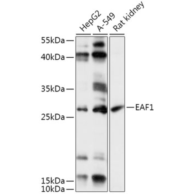 EAF1 Rabbit Polyclonal Antibody