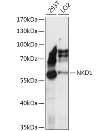 NKD1 Rabbit Polyclonal Antibody