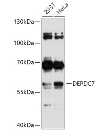 DEPDC7 Rabbit Polyclonal Antibody