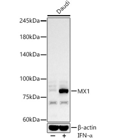 MX1 Rabbit Polyclonal Antibody