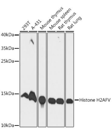 Histone H2AFV Rabbit Polyclonal Antibody