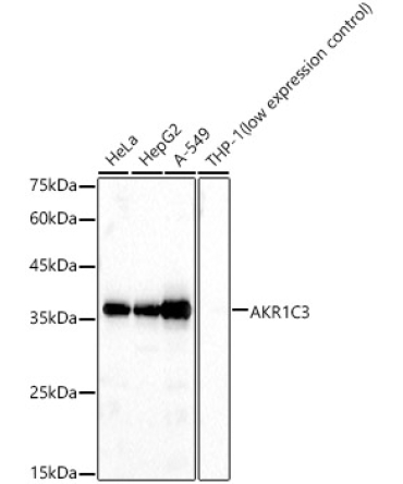 AKR1C3 Rabbit Polyclonal Antibody