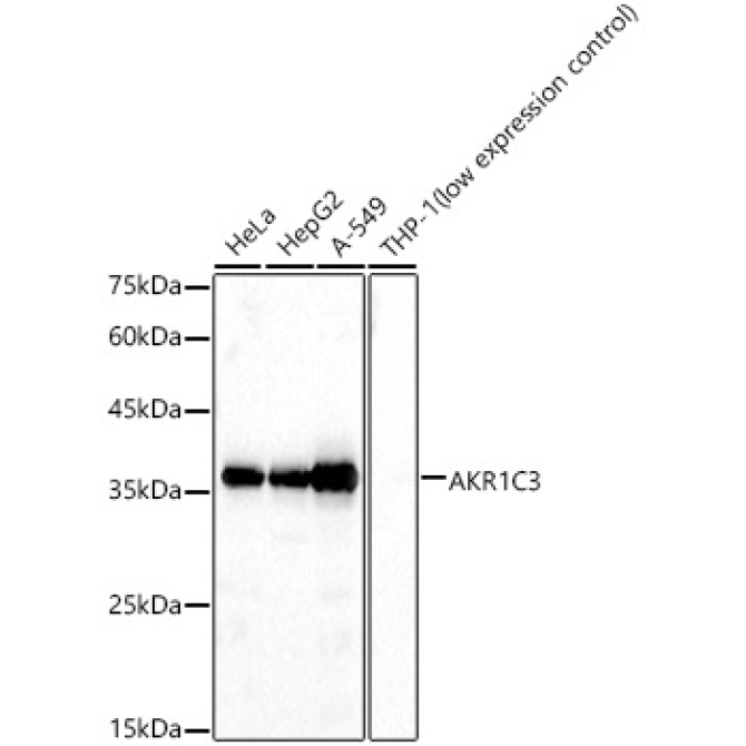 AKR1C3 Rabbit Polyclonal Antibody