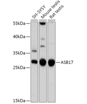 ASB17 Rabbit Polyclonal Antibody