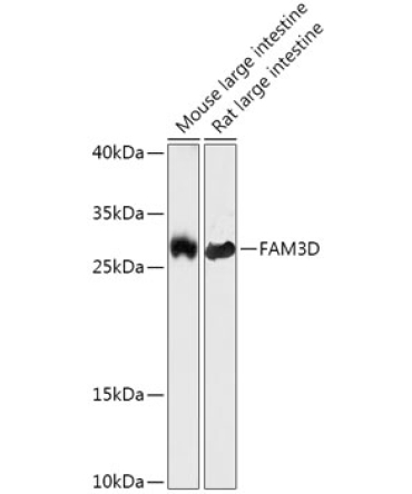 FAM3D Rabbit Polyclonal Antibody