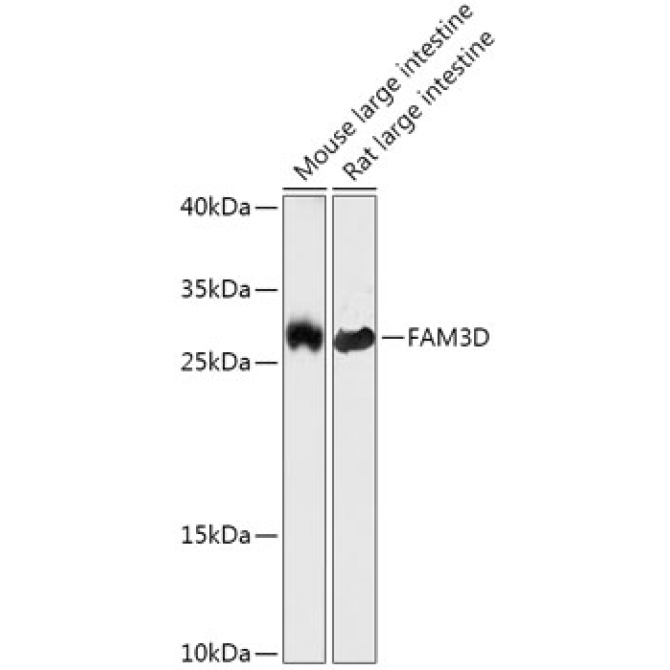 FAM3D Rabbit Polyclonal Antibody