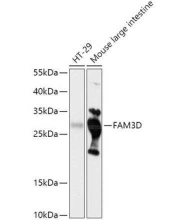 FAM3D Rabbit Polyclonal Antibody