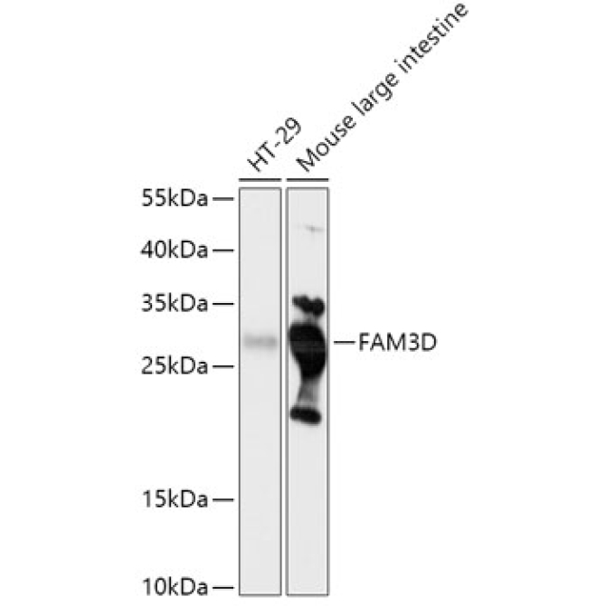 FAM3D Rabbit Polyclonal Antibody
