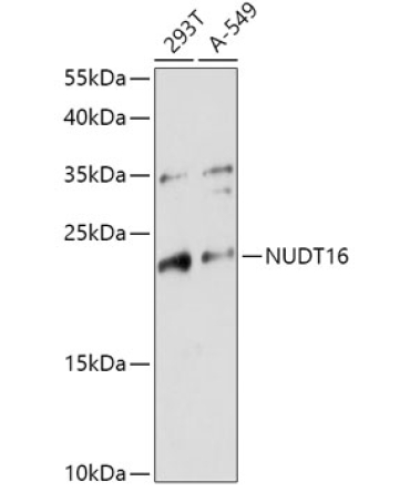 NUDT16 Rabbit Polyclonal Antibody