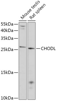 CHODL Rabbit Polyclonal Antibody