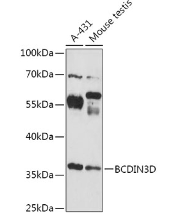 BCDIN3D Rabbit Polyclonal Antibody