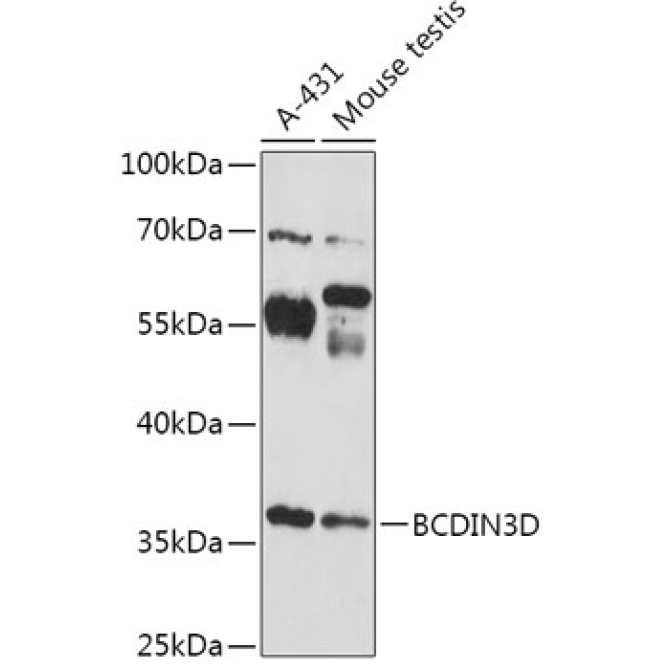 BCDIN3D Rabbit Polyclonal Antibody