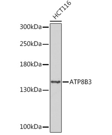 ATP8B3 Rabbit Polyclonal Antibody