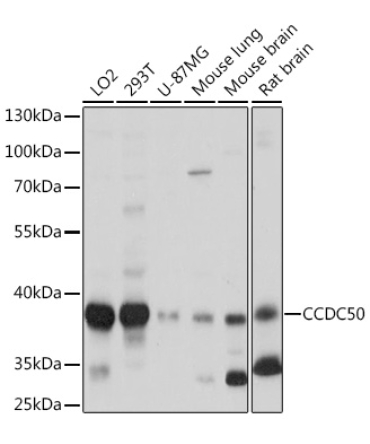 CCDC50 Rabbit Polyclonal Antibody