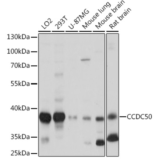 CCDC50 Rabbit Polyclonal Antibody