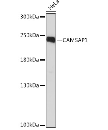 CAMSAP1 Rabbit Polyclonal Antibody