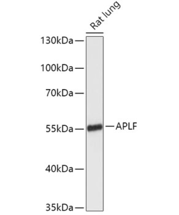 APLF Rabbit Polyclonal Antibody