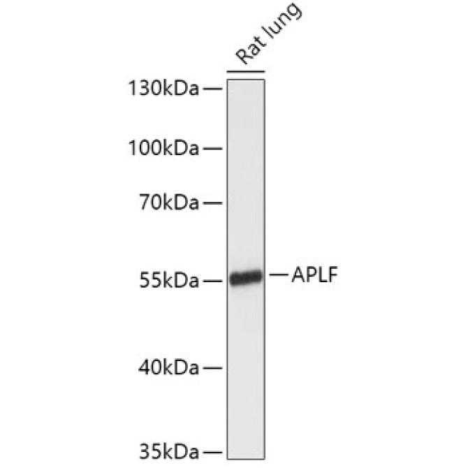 APLF Rabbit Polyclonal Antibody