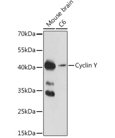 Cyclin Y Rabbit Polyclonal Antibody
