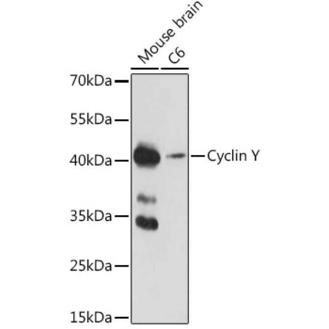 Cyclin Y Rabbit Polyclonal Antibody