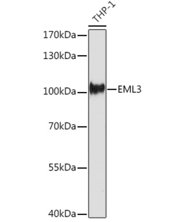 EML3 Rabbit Polyclonal Antibody