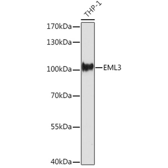 EML3 Rabbit Polyclonal Antibody