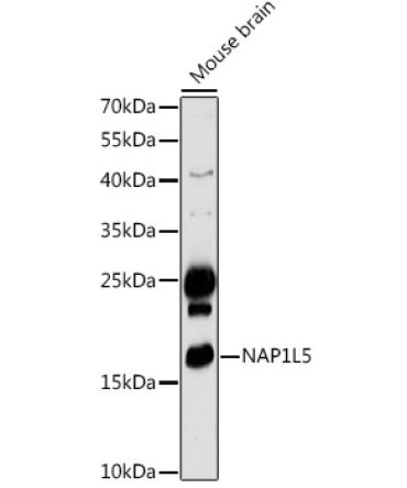 NAP1L5 Rabbit Polyclonal Antibody