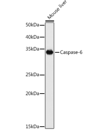 Caspase-6 Rabbit Polyclonal Antibody