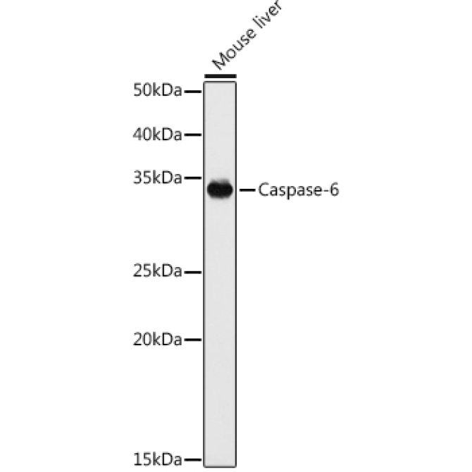 Caspase-6 Rabbit Polyclonal Antibody