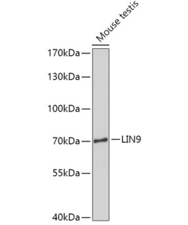LIN9 Rabbit Polyclonal Antibody