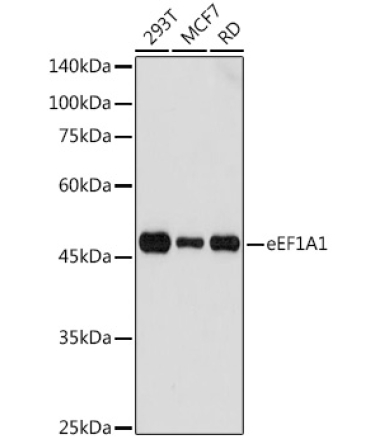 eEF1A1 Rabbit Polyclonal Antibody