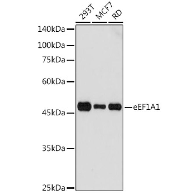 eEF1A1 Rabbit Polyclonal Antibody