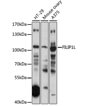 FILIP1L Rabbit Polyclonal Antibody