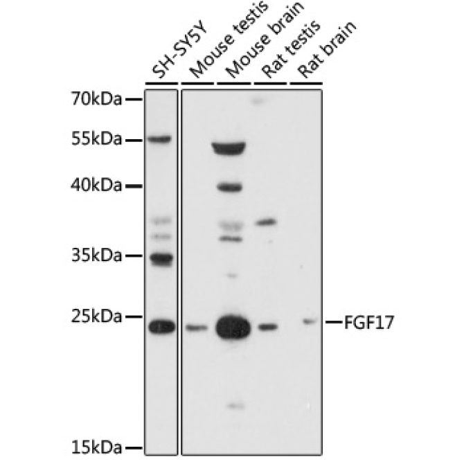 FGF17 Rabbit Polyclonal Antibody