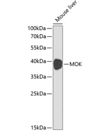 MOK Rabbit Polyclonal Antibody