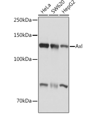Axl Rabbit Polyclonal Antibody