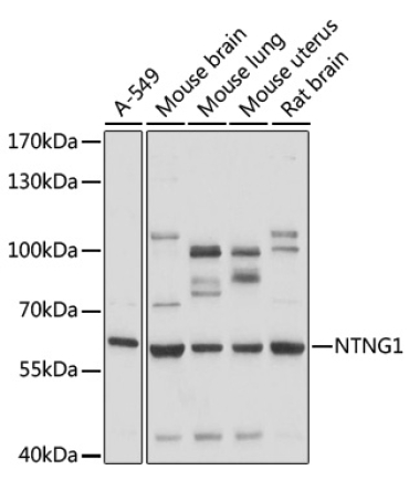 NTNG1 Rabbit Polyclonal Antibody