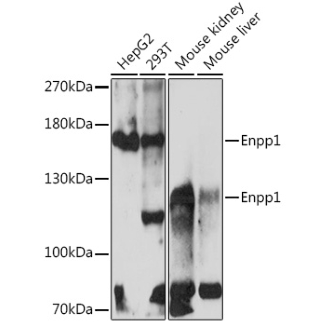 Enpp1 Rabbit Polyclonal Antibody