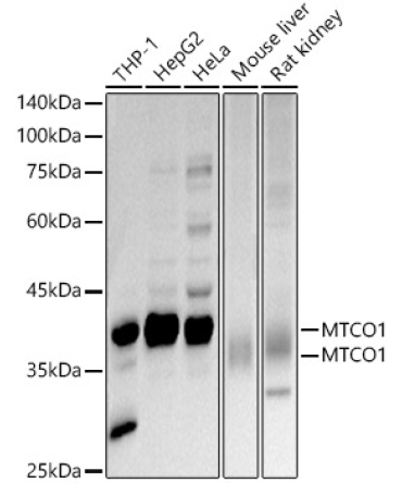 MTCO1 Rabbit Polyclonal Antibody