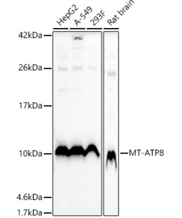 MT-ATP8 Rabbit Polyclonal Antibody