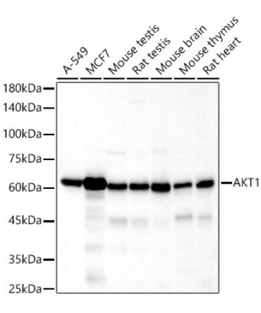 AKT1 Rabbit Monoclonal Antibody