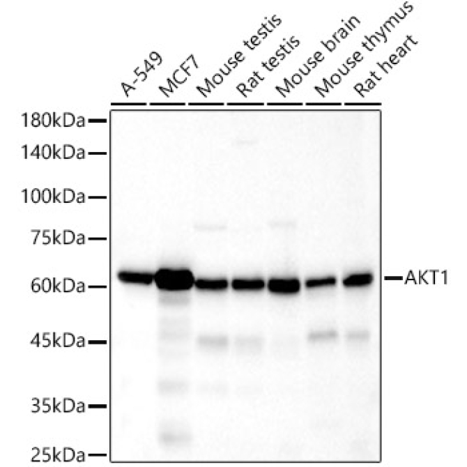 AKT1 Rabbit Monoclonal Antibody