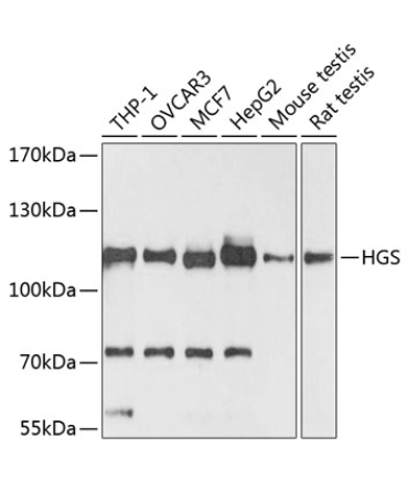 HGS Rabbit Polyclonal Antibody