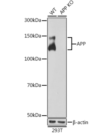 APP Rabbit Monoclonal Antibody [KO Validated]