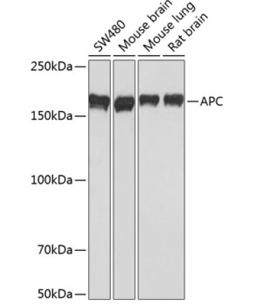 APC Rabbit Monoclonal Antibody