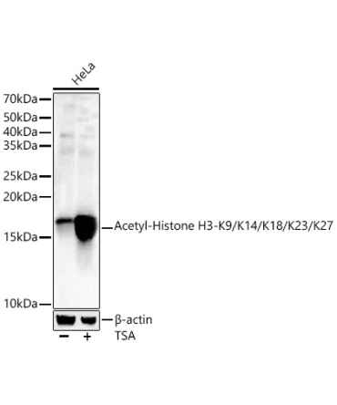 Acetyl-Histone H3-K9/K14/K18/K23/K27 Rabbit Polyclonal Antibody