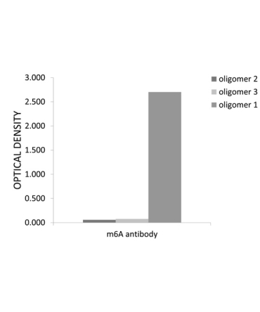 N6-methyladenosine / m6A Rabbit Polyclonal Antibody